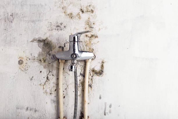 Best Toxic Mold Removal  in Nneconne, WI