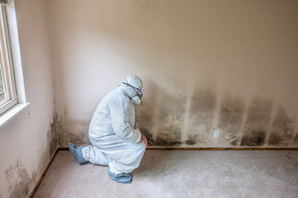 Home Mold Removal in Winneconne, WI