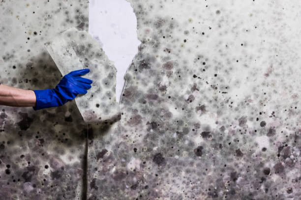 Best Mold Removal Near Me  in Nneconne, WI
