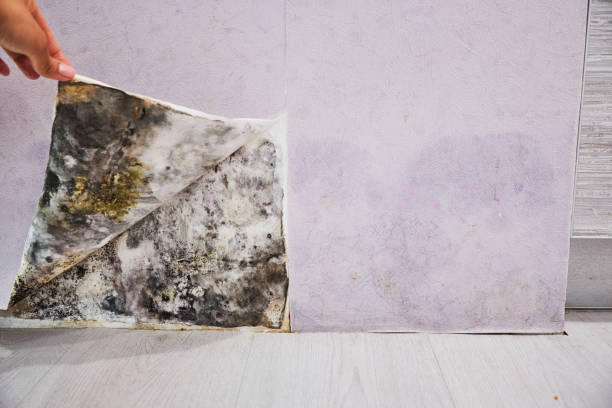 Best Home Mold Removal  in Nneconne, WI